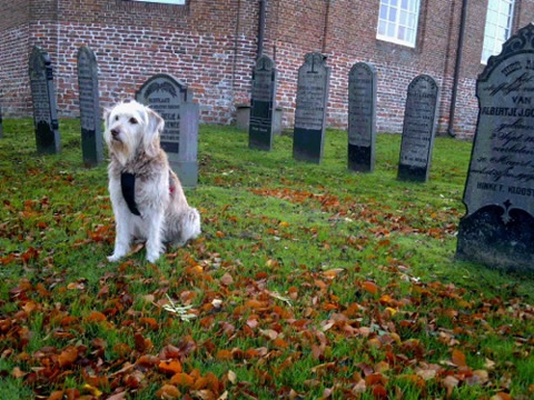 20111123GravenHondje