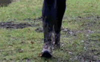 20120130Moddervoeten