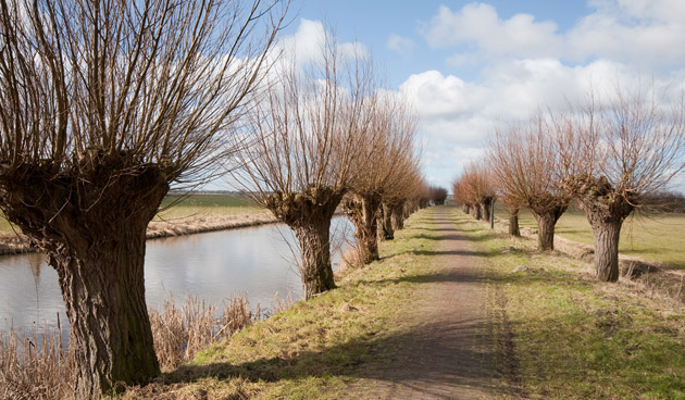 knotwilgen in Oudewater 